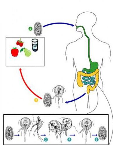 How to infect